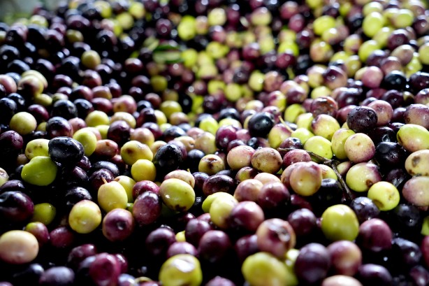 Foto - Üretime yeni boyut kazandırdı! 15 yıl önce başlanan projede müthiş sonuç