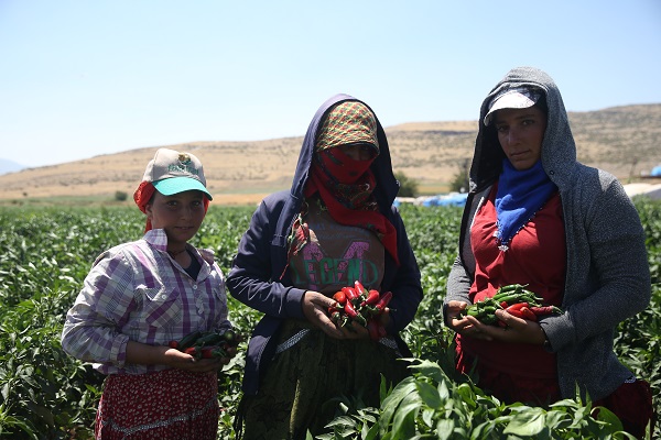 Foto - Üretimi 10'a katladı! "Burada yetişmez" dediler o dinlemedi