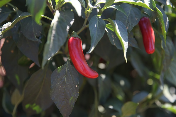 Foto - Üretimi 10'a katladı! "Burada yetişmez" dediler o dinlemedi