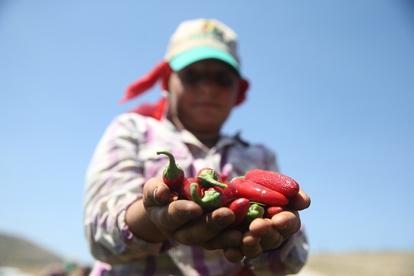 Üretimi 10'a katladı! "Burada yetişmez" dediler o dinlemedi