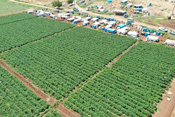 Foto - Üretimi 10'a katladı! "Burada yetişmez" dediler o dinlemedi