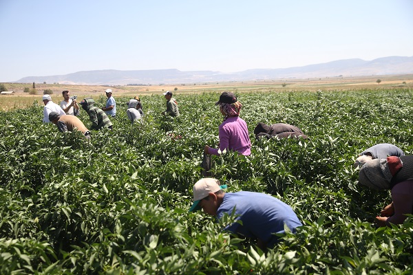 Foto - Üretimi 10'a katladı! "Burada yetişmez" dediler o dinlemedi