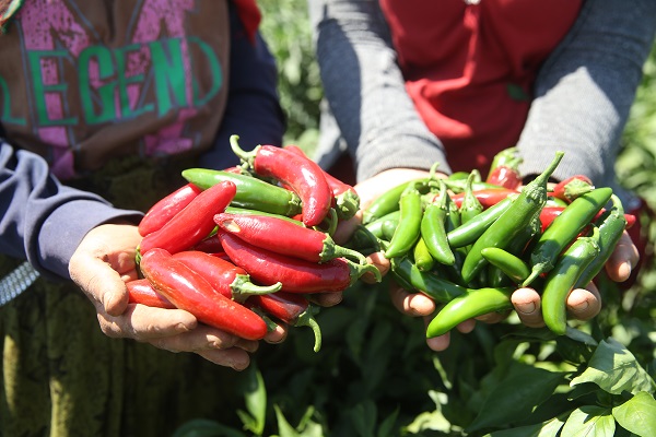 Foto - Üretimi 10'a katladı! "Burada yetişmez" dediler o dinlemedi