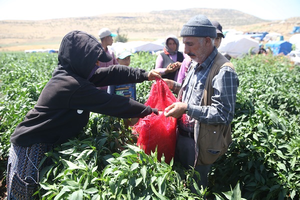 Foto - Üretimi 10'a katladı! "Burada yetişmez" dediler o dinlemedi