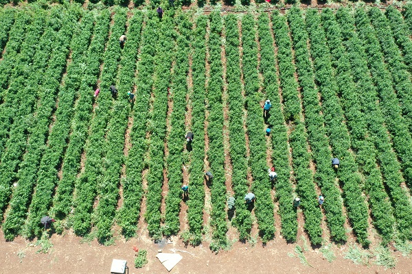 Foto - Üretimi 10'a katladı! "Burada yetişmez" dediler o dinlemedi