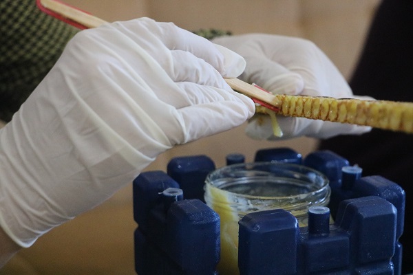 Foto - Üretimi bir hayli zahmetli! 100 gramı 2 bin 500 lira