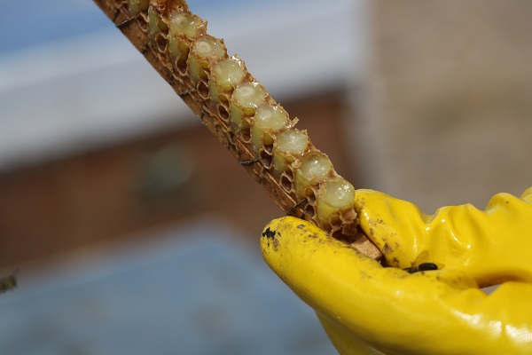 Foto - Üretimi bir hayli zahmetli! 100 gramı 2 bin 500 lira