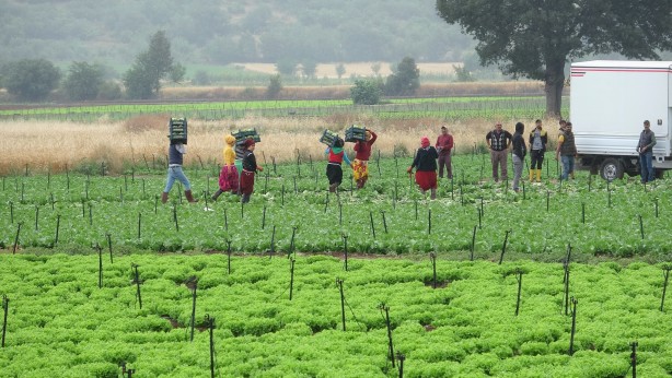 Foto - Ürün çok götüren yok! Yeşillik fiyatları dibe vurdu