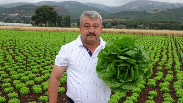 Foto - Ürün çok götüren yok! Yeşillik fiyatları dibe vurdu