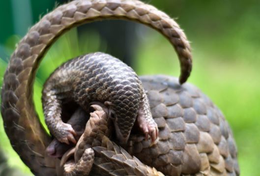 Foto - Uslanmıyorlar! Koronavirüsün beyne saldıran mutantını yaptılar