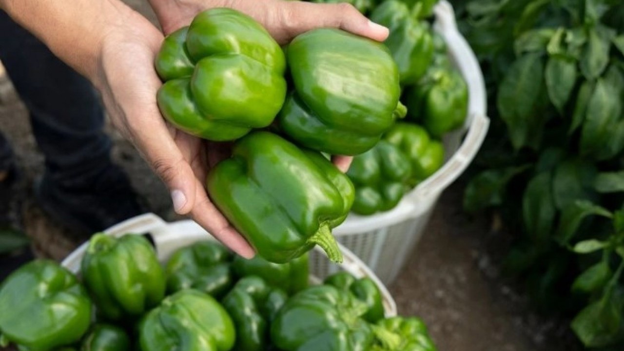 Foto - Usta şefler sırrı açıkladı! İşte parmak ısırtan biber dolmasının tarifi