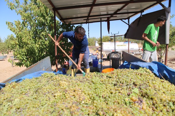 Foto - Üstüne basa basa önerdiler! Üzümün o enfes yolculuğuna çıkmaya hazır mısınız?