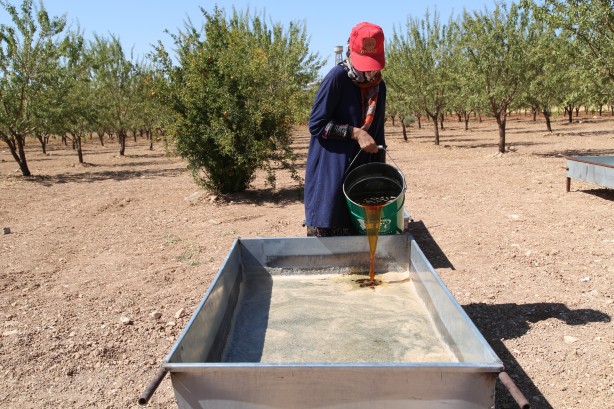 Foto - Üstüne basa basa önerdiler! Üzümün o enfes yolculuğuna çıkmaya hazır mısınız?