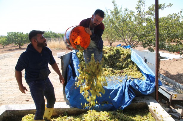 Foto - Üstüne basa basa önerdiler! Üzümün o enfes yolculuğuna çıkmaya hazır mısınız?