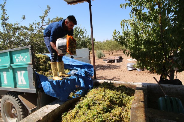 Foto - Üstüne basa basa önerdiler! Üzümün o enfes yolculuğuna çıkmaya hazır mısınız?