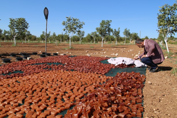 Foto - Üstüne basa basa önerdiler! Üzümün o enfes yolculuğuna çıkmaya hazır mısınız?