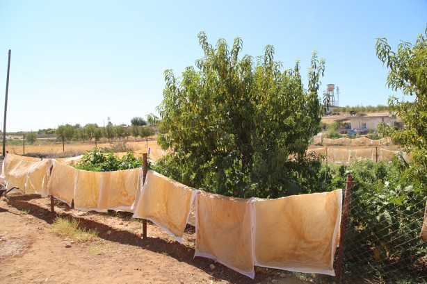 Foto - Üstüne basa basa önerdiler! Üzümün o enfes yolculuğuna çıkmaya hazır mısınız?