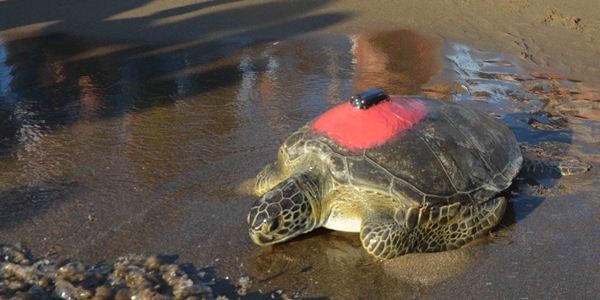 Foto - Uydu takip cihazı takılıp denize bırakıldı