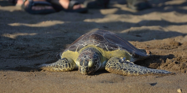 Foto - Uydu takip cihazı takılıp denize bırakıldı