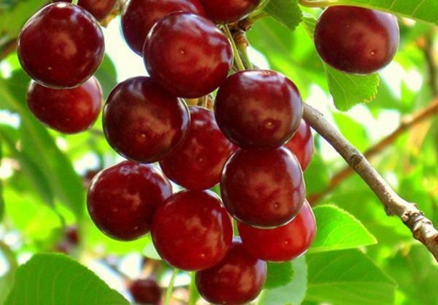 Foto - Uyku problemini çözüyor!