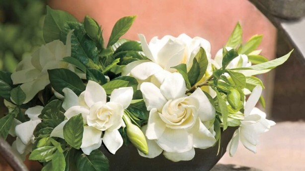 Foto - Uyku sorunları için yatak odasında bulunması gereken bitkiler! Uyumadan önce evinizde bulundurun