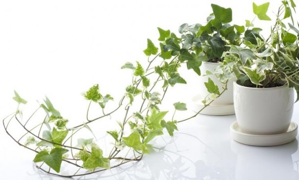 Foto - Uyku sorunları için yatak odasında bulunması gereken bitkiler! Uyumadan önce evinizde bulundurun