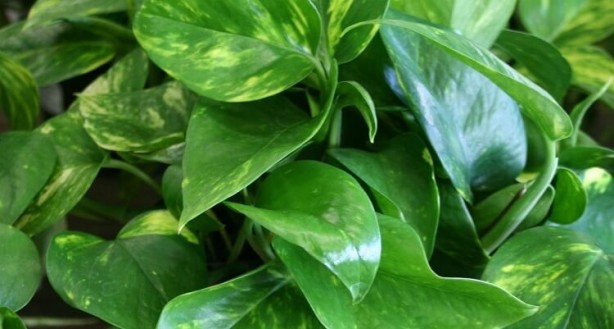 Foto - Uyku sorunları için yatak odasında bulunması gereken bitkiler! Uyumadan önce evinizde bulundurun