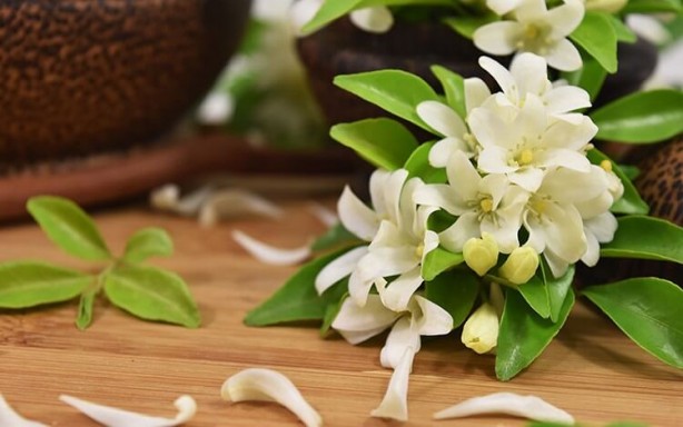 Foto - Uyku sorunları için yatak odasında bulunması gereken bitkiler! Uyumadan önce evinizde bulundurun