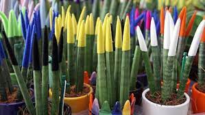 Foto - Uyku sorunları için yatak odasında bulunması gereken bitkiler! Uyumadan önce evinizde bulundurun