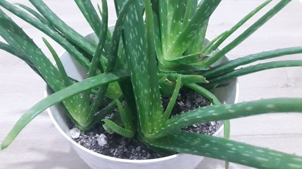 Foto - Uyku sorunları için yatak odasında bulunması gereken bitkiler! Uyumadan önce evinizde bulundurun