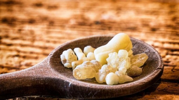 Uyku ve iltihab sorununa mezda sakızı! Balla karıştırdığınızda...