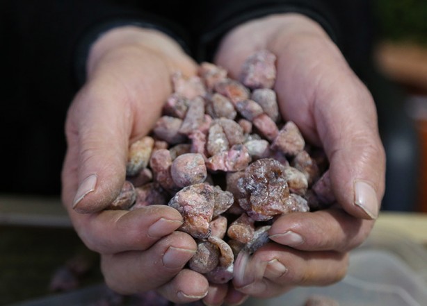 Foto - Uyku ve iltihab sorununa mezda sakızı! Balla karıştırdığınızda...