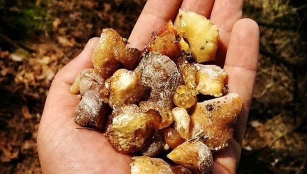 Foto - Uyku ve iltihab sorununa mezda sakızı! Balla karıştırdığınızda...