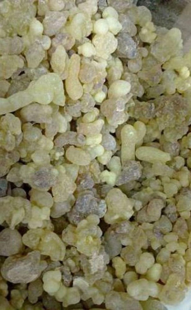 Foto - Uyku ve iltihab sorununa mezda sakızı! Balla karıştırdığınızda...