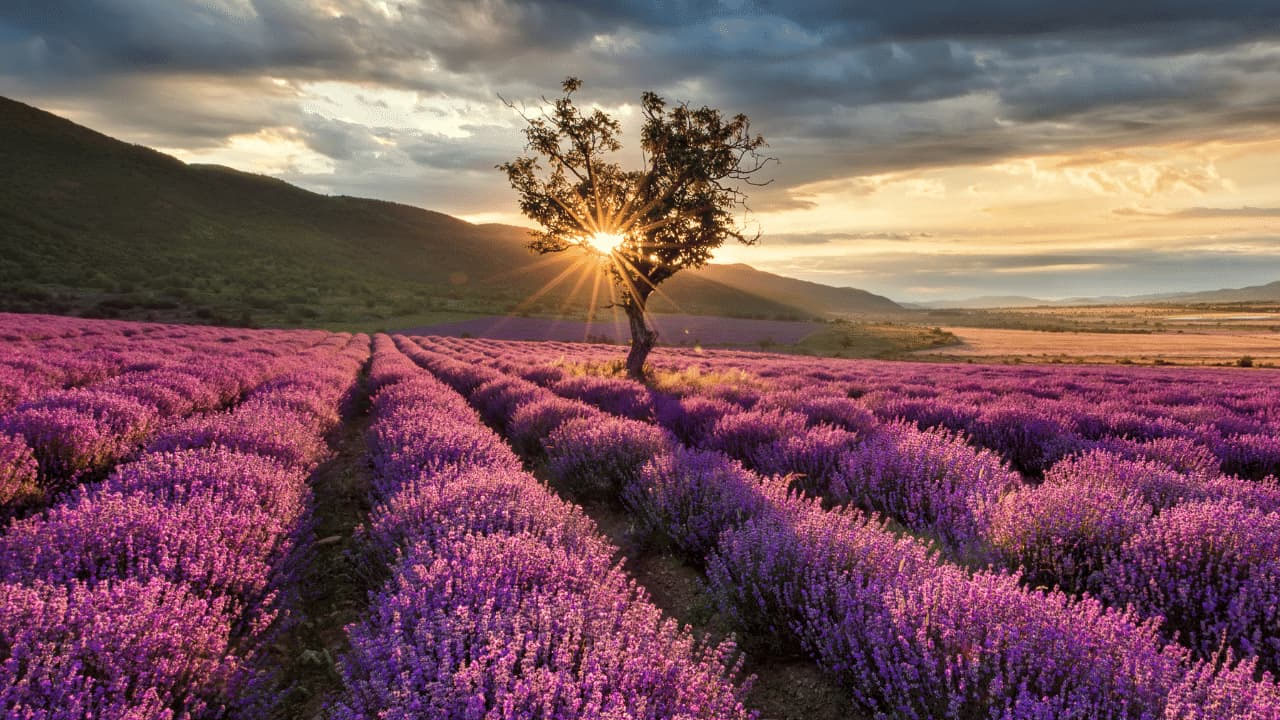 Foto - Uykudan önce bunu ayağına sık, uyanınca yeniden doğmuş gibi hissedeceksin! 