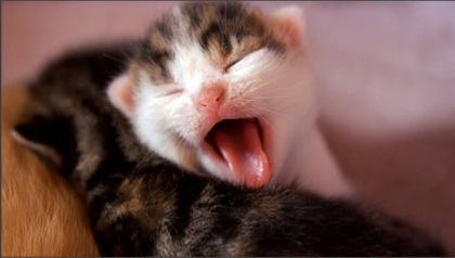 Foto - Uykunuzu getirecek 20 etkili tavsiye!