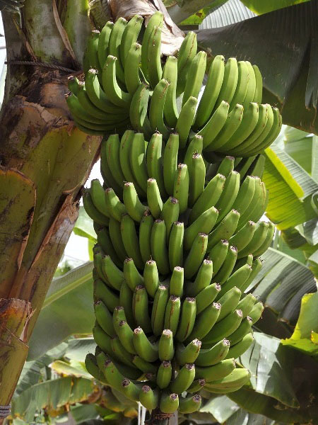 Foto - Uykuya dalmaya yardımcı olan besinler