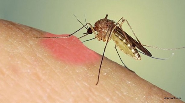 Foto - Uyumadan önce dörde bölünmüş limonu tuzlayın: Başucunuza koyun ve sonucu görün!