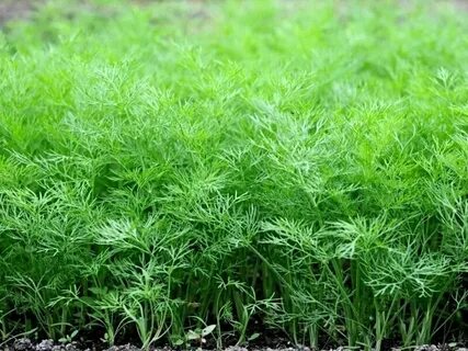 Foto - Uyumadan önce yenen dereotunun mucize faydaları ortaya çıkıyor