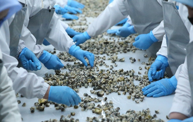 Foto - Uzak Doğu Türkiye'den deniz salyangozu alıyor! Türkiye dünyaya tonlarca ihraç ediyor! Büyük talep var