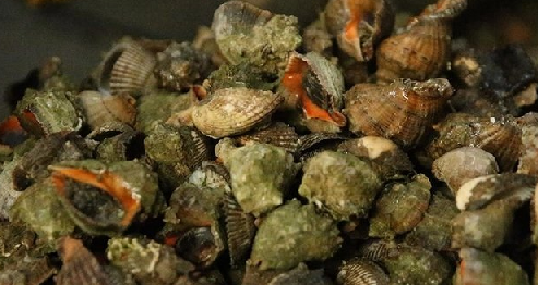 Foto - Uzak Doğu Türkiye'den deniz salyangozu alıyor! Türkiye dünyaya tonlarca ihraç ediyor! Büyük talep var