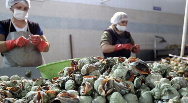 Foto - Uzak Doğu Türkiye'den deniz salyangozu alıyor! Türkiye dünyaya tonlarca ihraç ediyor! Büyük talep var