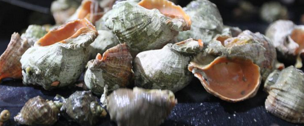 Uzak Doğu Türkiye'den deniz salyangozu alıyor! Türkiye dünyaya tonlarca ihraç ediyor! Büyük talep var