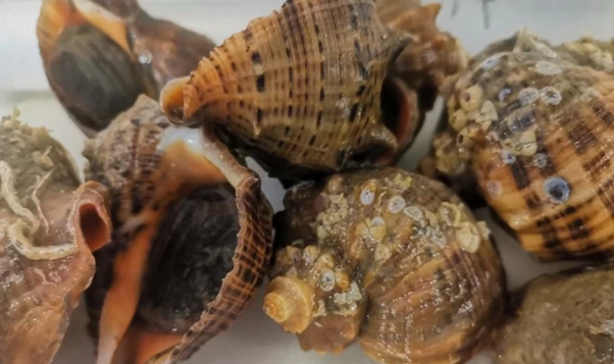 Foto - Uzak Doğu Türkiye'den deniz salyangozu alıyor! Türkiye dünyaya tonlarca ihraç ediyor! Büyük talep var