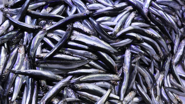 Foto - Uzak durun! İşte migreni tetikleyen yiyecek ve içecekler