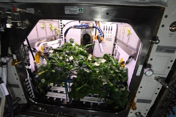 Foto - Uzayda üretildi! İncelenmek üzere Dünya'ya gönderilecek