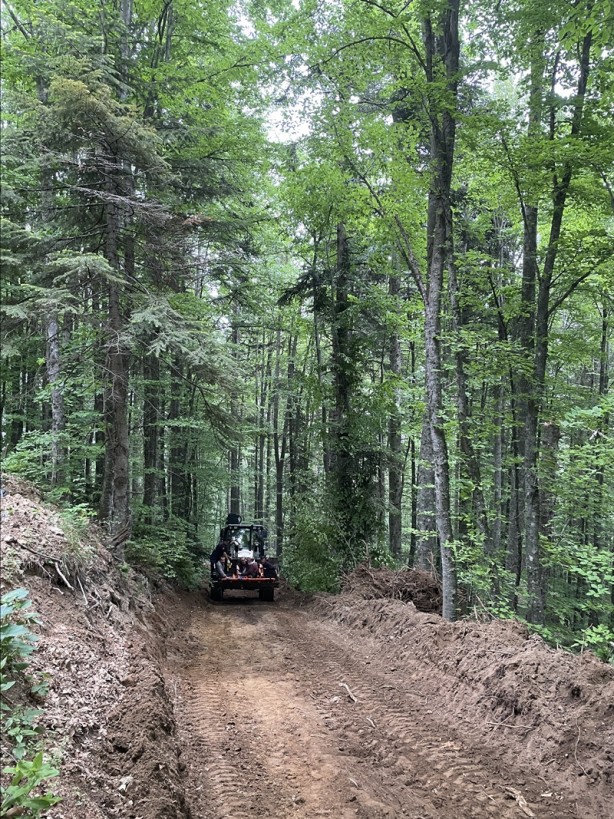 Foto - Üzerine ağaç düşen kişi kurtarıldı