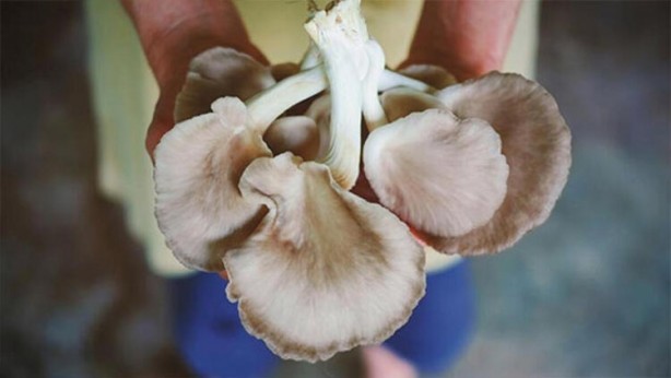 Foto - Uzman doktor kesin konuştu… Bunları mutlaka yiyin!