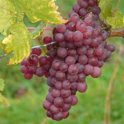 Foto - Uzman doktordan flaş açıklama! Sarımsak, limonla tedavi olmaz