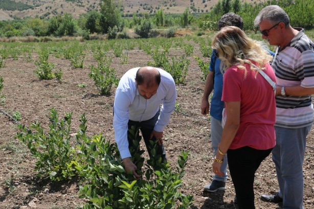 Foto - "Uzman Eller" projesinden hibe alan mühendis, aronya yetiştiriyor